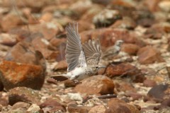 Certhilauda subcoronata