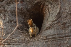 Funisciurus congicus