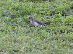 Actitis macularius