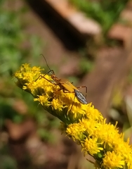 Zelus laticornis