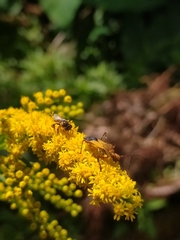 Zelus laticornis