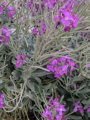 Matthiola