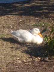 Anas platyrhynchos domesticus