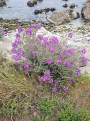 Matthiola