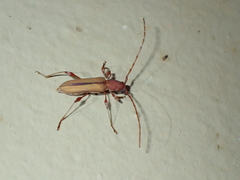 Cordylomera karschi
