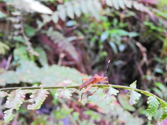 Leptoscelis quadrisignatus