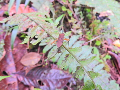 Leptoscelis quadrisignatus