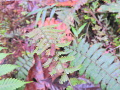 Leptoscelis quadrisignatus