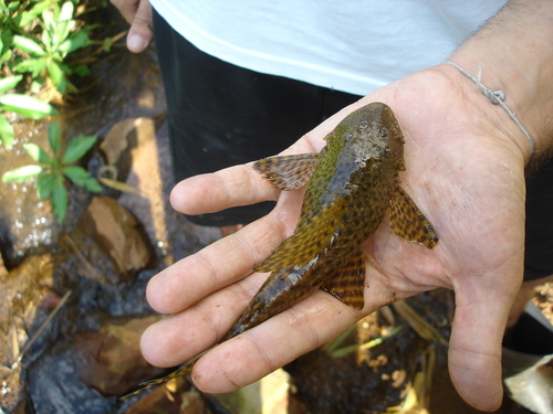 Allied pleco (Hypostomus affinis) — Loricariidae — 4
