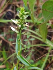 Coutoubea spicata