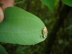 Naupactus bellus