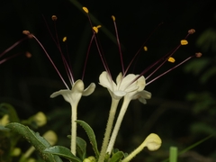 Clerodendrum ternatum image