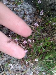 Lobelia eckloniana