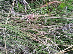 Lobelia eckloniana