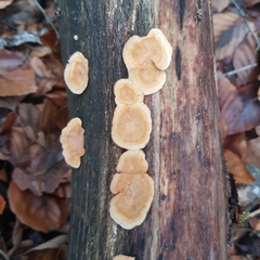 Stereum insignitum