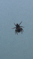 Hasarius adansoni