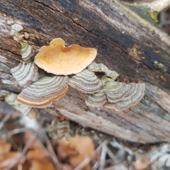 Stereum insignitum