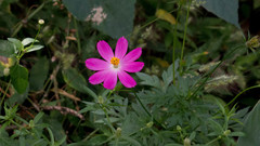 Cosmos caudatus