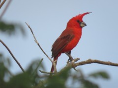 Cardinalis phoeniceus