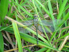 Coryphaeschna