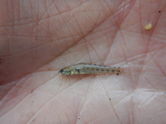 Etheostoma gracile