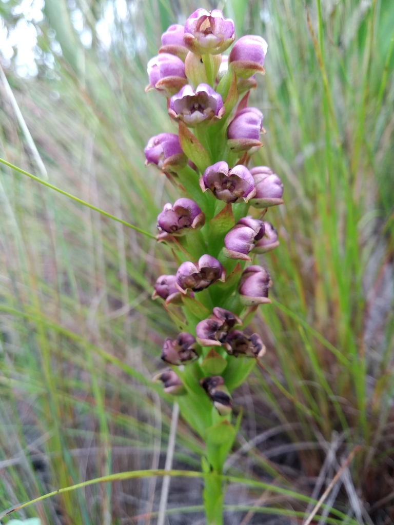 Evotella carnosa