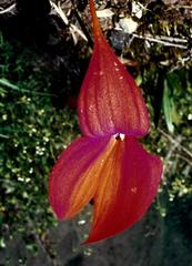 Masdevallia veitchiana