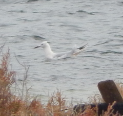 Chroicocephalus genei