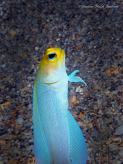 Yellowhead Jawfish photo 5