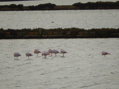 Phoenicopterus roseus