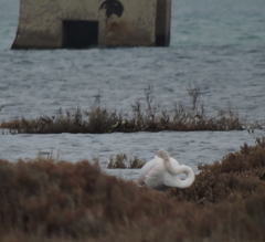 Phoenicopterus roseus