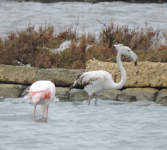 Phoenicopterus roseus