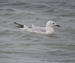 Chroicocephalus genei