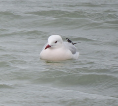 Chroicocephalus genei