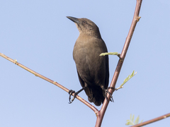 Quiscalus lugubris
