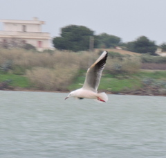 Chroicocephalus genei