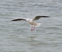 Chroicocephalus genei