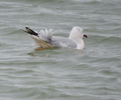 Chroicocephalus genei