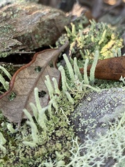 Cladonia subradiata