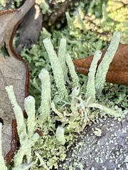 Cladonia subradiata