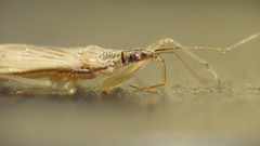 Nabis capsiformis