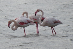 Phoenicopterus roseus