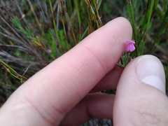 Indigofera filicaulis
