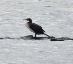 Phalacrocorax carbo