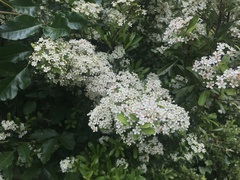 Pyracantha koidzumii