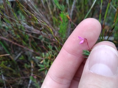 Indigofera filicaulis