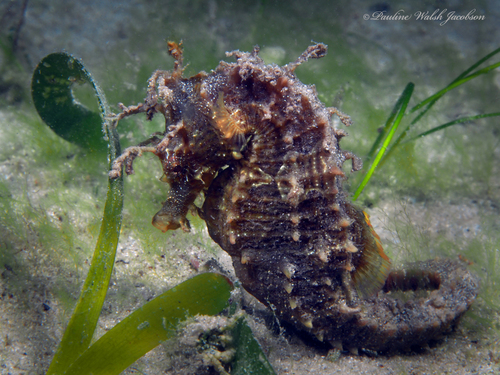 Northern Seahorse photographed in Florida