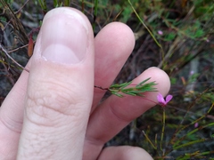 Indigofera filicaulis