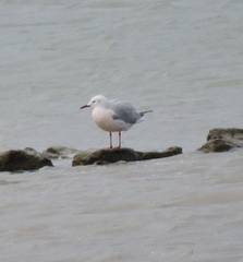 Chroicocephalus genei