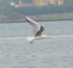 Chroicocephalus genei